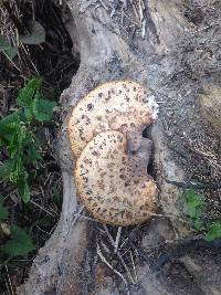 Polyporus squamosus image