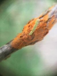 Gymnosporangium juniperi-virginianae image