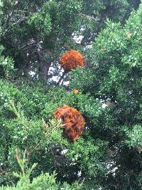 Gymnosporangium juniperi-virginianae image