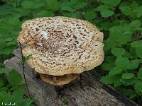 Polyporus squamosus image