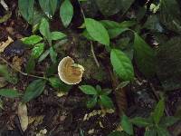 Ganoderma applanatum image