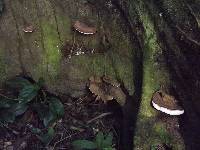 Ganoderma applanatum image