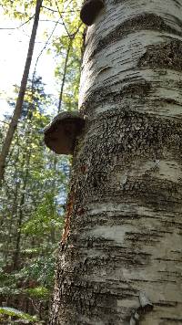 Fomes fomentarius image