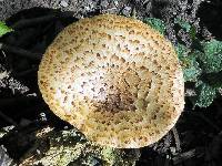 Polyporus squamosus image