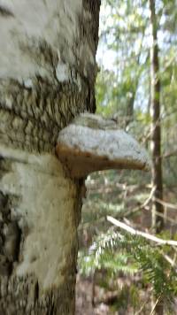 Fomes fomentarius image