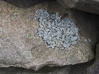 Parmelia sulcata image