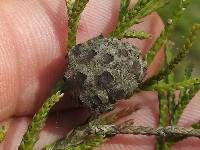 Gymnosporangium juniperi-virginianae image