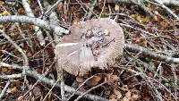 Amanita pekeoides image