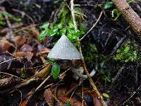 Entoloma canoconicum image