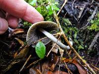 Entoloma canoconicum image