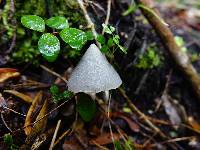 Entoloma canoconicum image