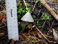 Entoloma canoconicum image