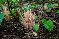 Clavaria fumosa image