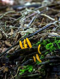 Clavulinopsis laeticolor image