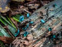 Chlorociboria aeruginascens image