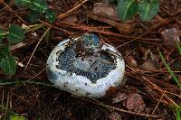 Lactarius indigo image