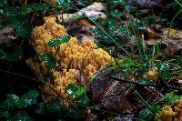 Ramaria formosa image