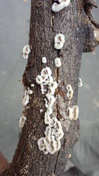 Schizophyllum commune image