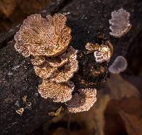 Schizophyllum commune image