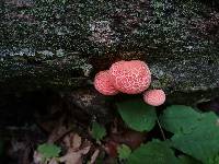 Rhodotus palmatus image