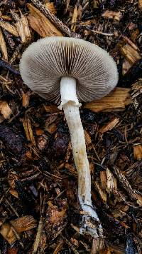 Agrocybe praecox image