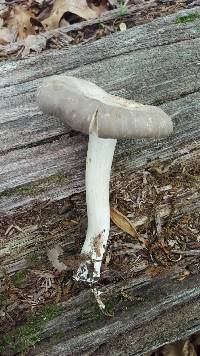 Megacollybia rodmanii image