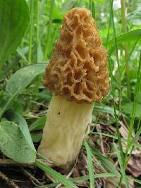 Morchella americana image