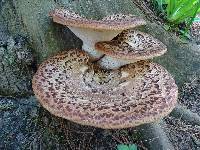 Polyporus squamosus image