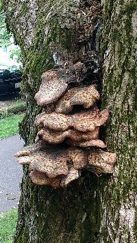 Polyporus squamosus image