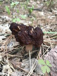 Gyromitra esculenta image