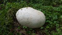 Calvatia gigantea image