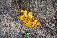 Omphalotus olivascens image