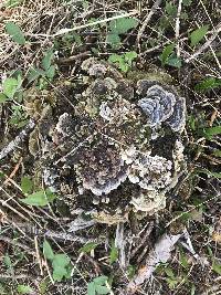 Trametes versicolor image