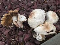 Agaricus xanthodermus image