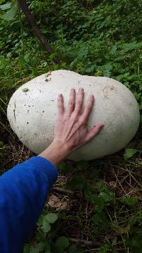 Calvatia gigantea image