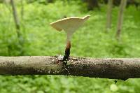 Polyporus varius image