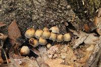 Coprinellus micaceus image