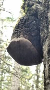 Phellinus tremulae image