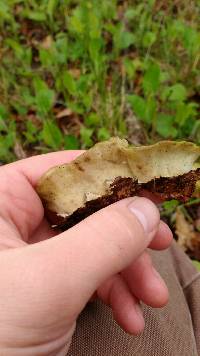 Trametes versicolor image