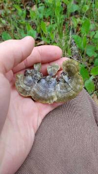 Trametes versicolor image