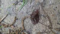 Auricularia auricula-judae image