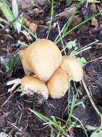 Coprinellus micaceus image