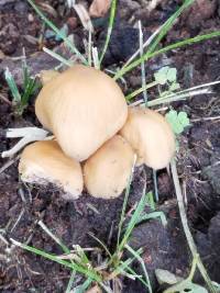 Coprinellus micaceus image