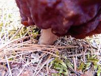 Gyromitra esculenta image