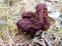 Gyromitra esculenta image