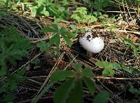 Amanita tuza image