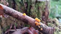 Favolaschia calocera image