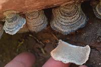 Trametes versicolor image