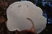 Ganoderma applanatum image