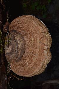 Ganoderma applanatum image